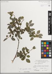Foto von Salix myrsinifolia Salisb.